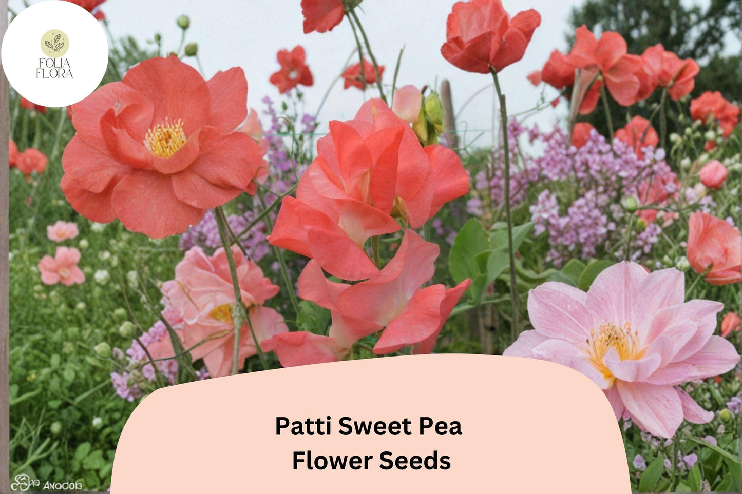 Patti Sweet Pea Seeds | 50+ Seeds | Climbing Vine | Lathyrus odoratus | Fragrant Orange Flowers for Garden Planting