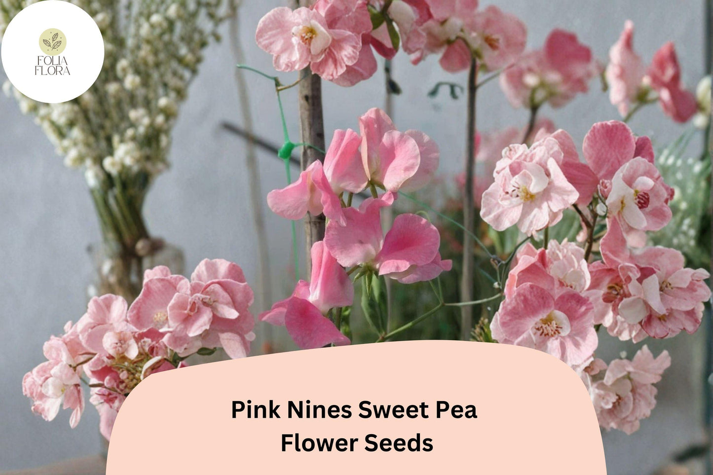 Pink Nines Sweet Pea Seeds | 50+ Climbing Vine Seeds | Lathyrus odoratus | Fragrant Pink Blooms for Garden Planting