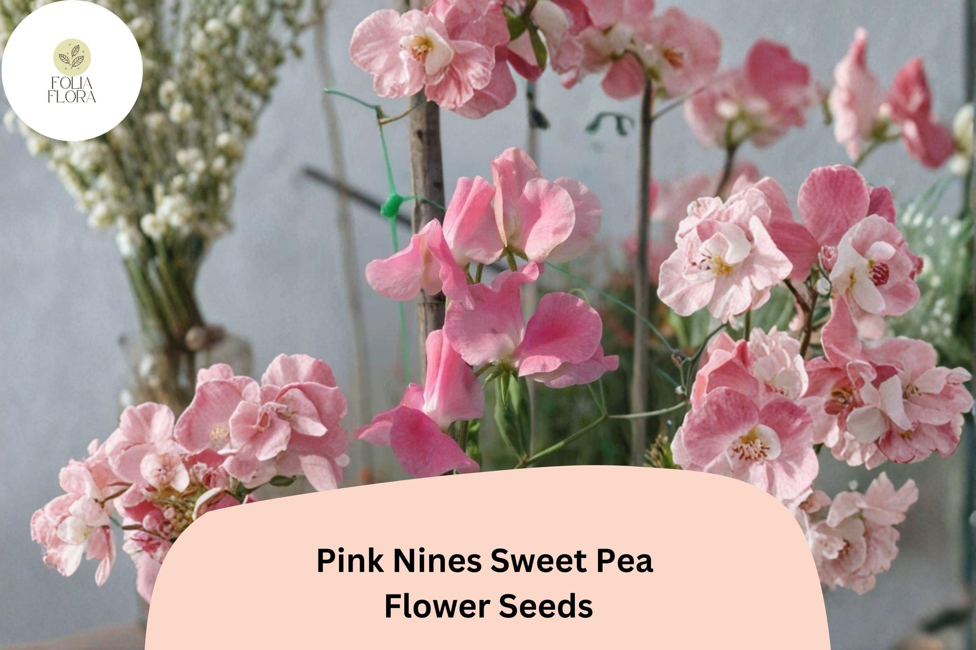Pink Nines Sweet Pea Seeds | 50+ Climbing Vine Seeds | Lathyrus odoratus | Fragrant Pink Blooms for Garden Planting