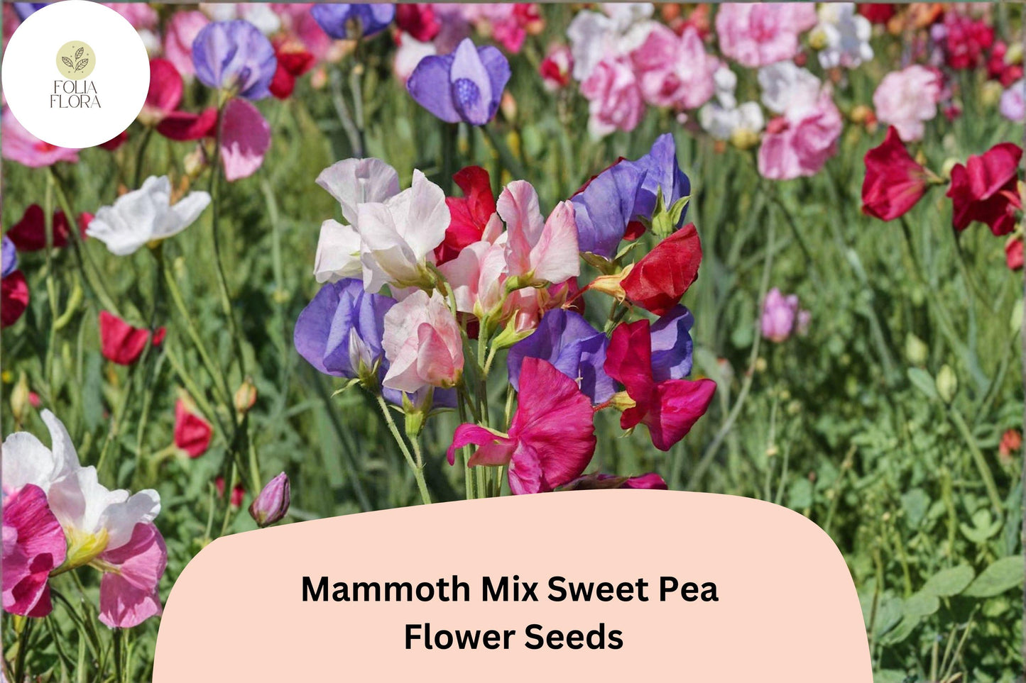 Mammoth Mix Sweet Pea Seeds | 50+ Seeds | Lathyrus odoratus | Tall Climbing Vine | Mixed Color Blooms for Garden