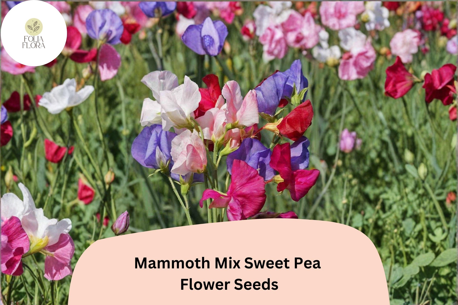 Mammoth Mix Sweet Pea Seeds | 50+ Seeds | Lathyrus odoratus | Tall Climbing Vine | Mixed Color Blooms for Garden