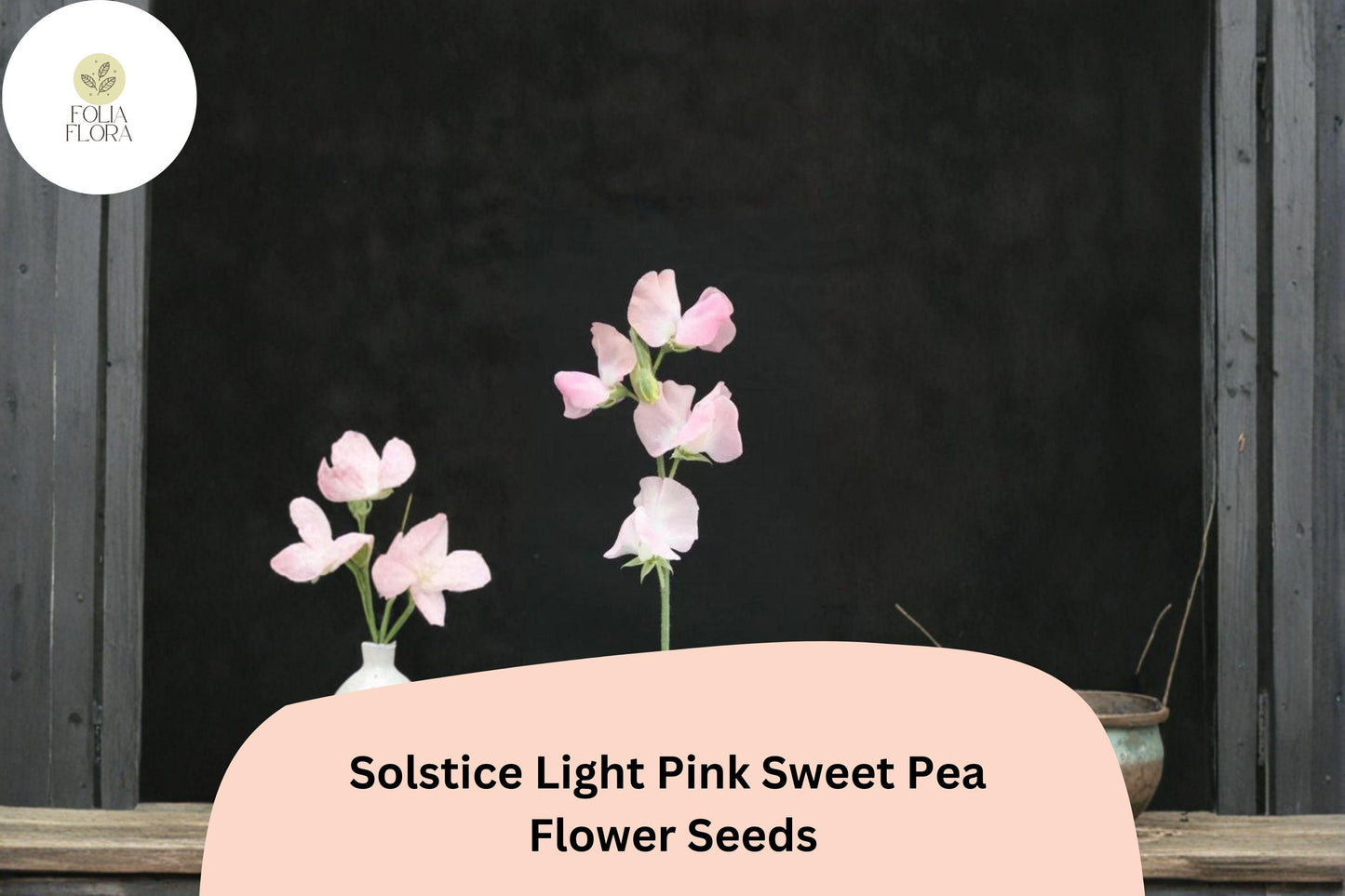 Sweet Pea Seeds | 50+ Solstice Light Pink | Climbing Vine | Lathyrus odoratus | Ornamental Garden Flower