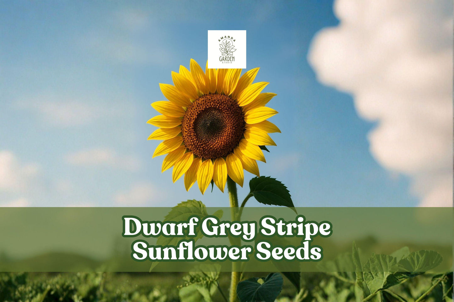 Dwarf Grey Stripe Sunflower Seeds - 50 Pack for Planting (Helianthus annuus) - Easy-to-Grow Compact Yellow Sunflowers
