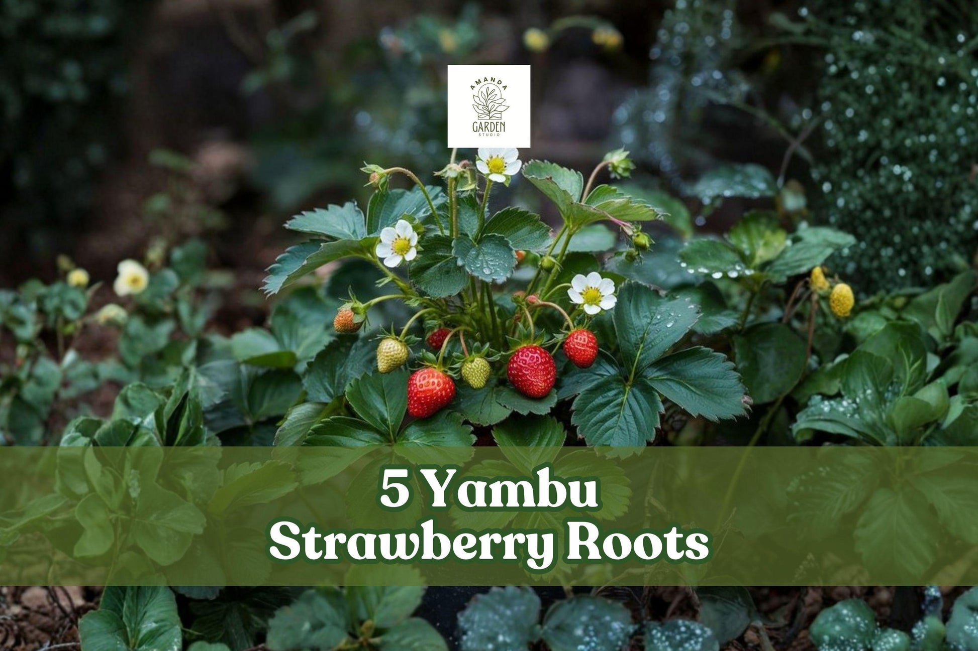Yambu Strawberry Roots - 5 Live Bare Root Plants (Fragaria × ananassa) for Garden & Container Planting, Easy to Grow