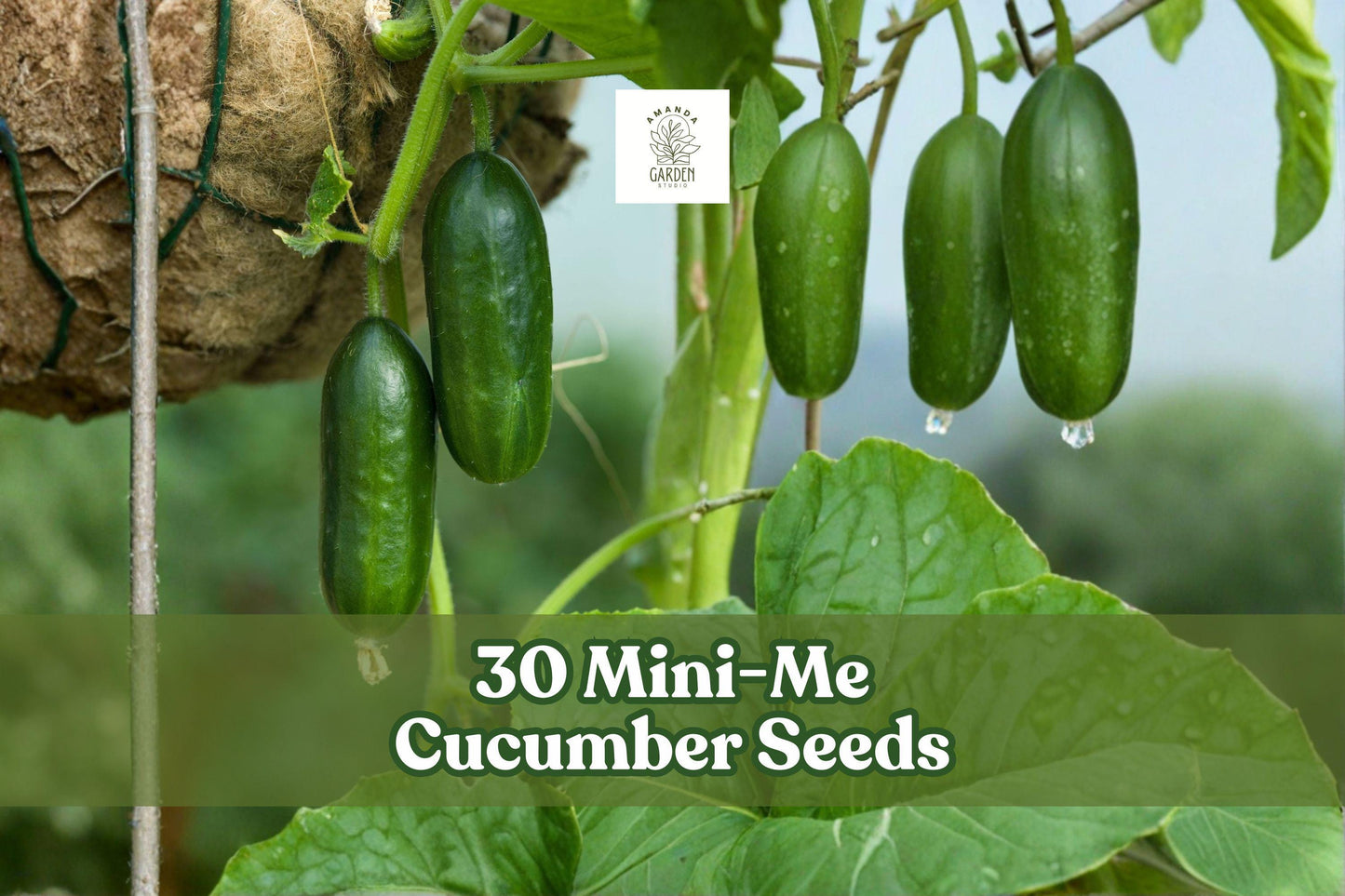Mini-Me Cucumber Seeds 30-Pack | Compact, Container-Friendly Cucumbers | Cucumis sativus for Small Gardens & Patios