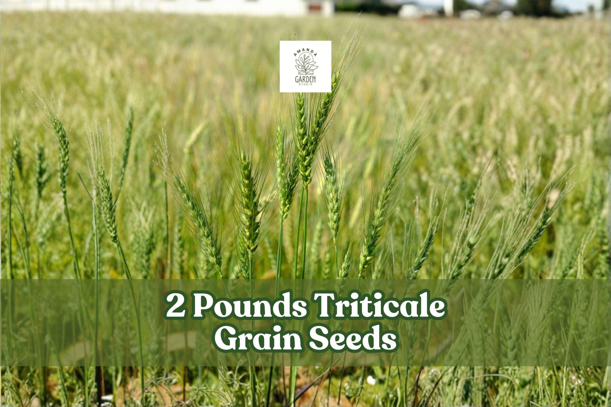 Triticale Grain Seeds 2 Pounds for Garden Planting Cover Crop × Triticosecale - Vigorous Growth, Adaptable Cereal Hybrid