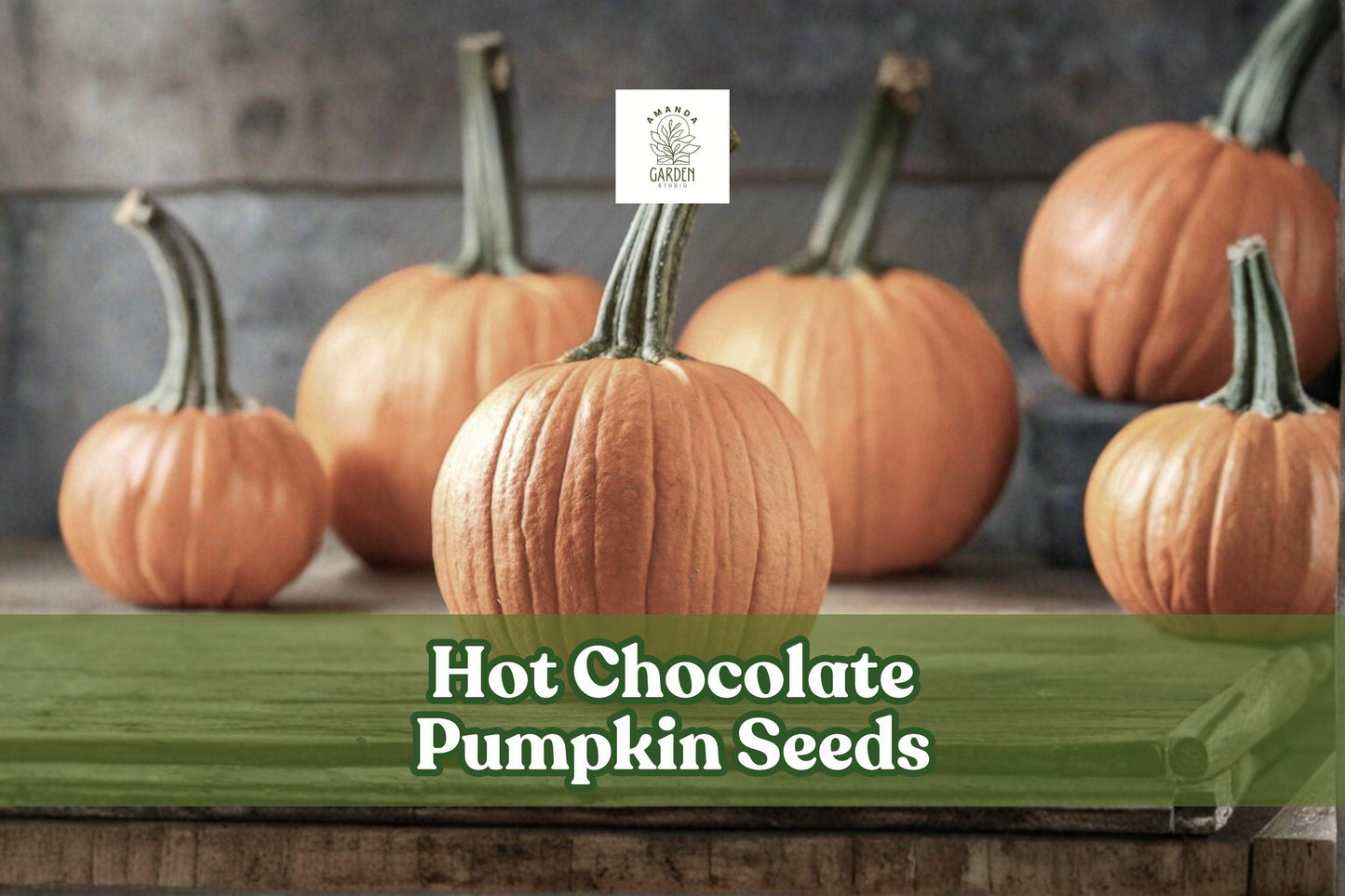 Hot Chocolate Pumpkin Seeds - 10 Pack, Unique Brown Pumpkin (Cucurbita pepo) for Home Gardening and Fall Decor