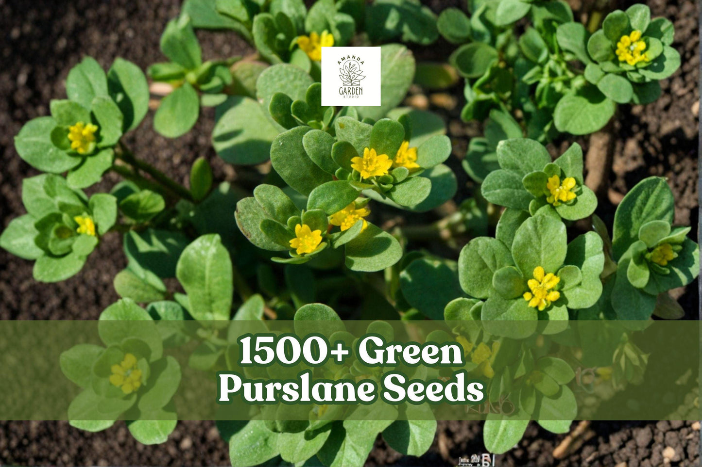 Green Purslane Seeds 1500+ Count | Portulaca oleracea | Easy Grow Groundcover Plant for Gardens & Containers