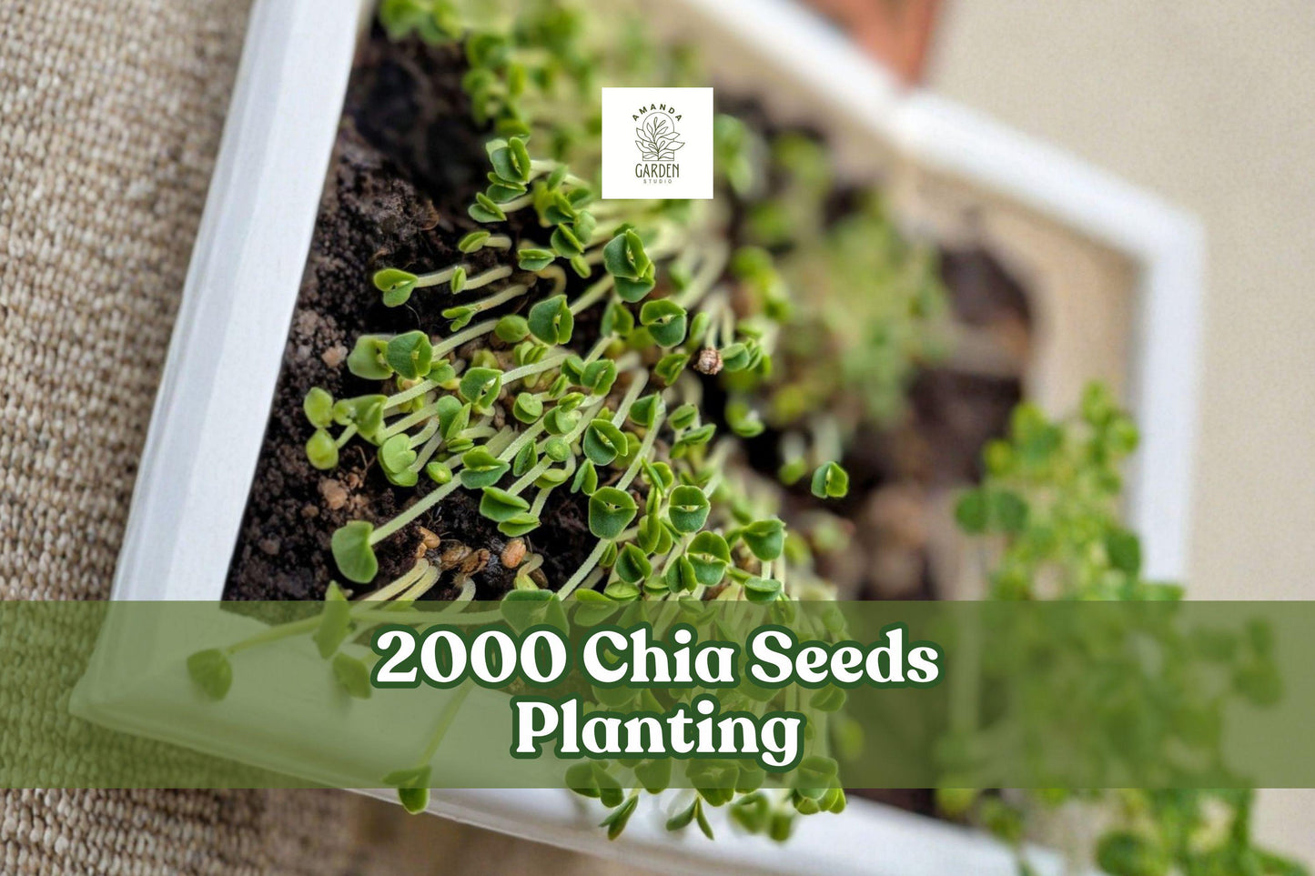 2000 Chia Seeds for Microgreens - Salvia hispanica - Fast Germination for Indoor Gardening or Home Garden Use