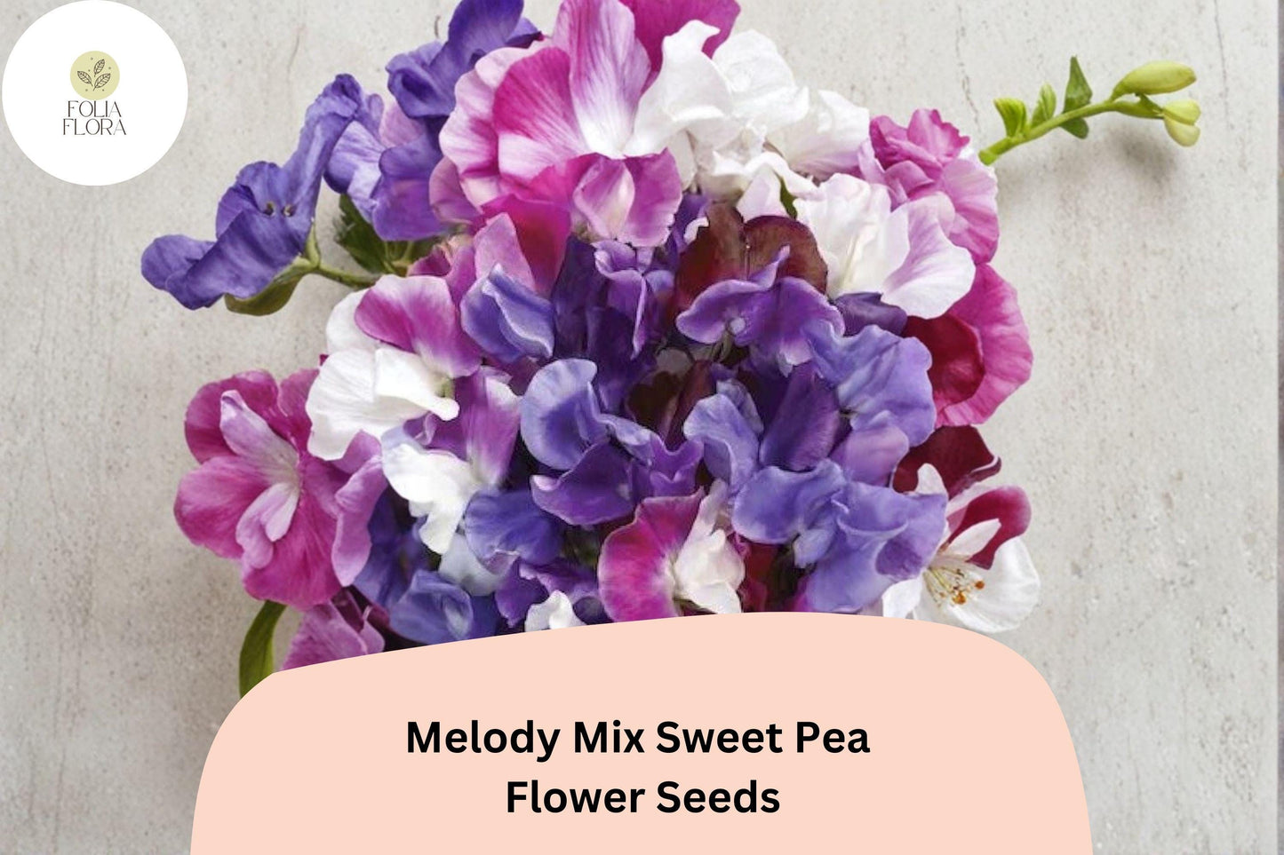 Melody Mix Sweet Pea Seeds | 50+ Mixed Color Varieties | Lathyrus odoratus | Climbing Annual Garden Vines for Planting