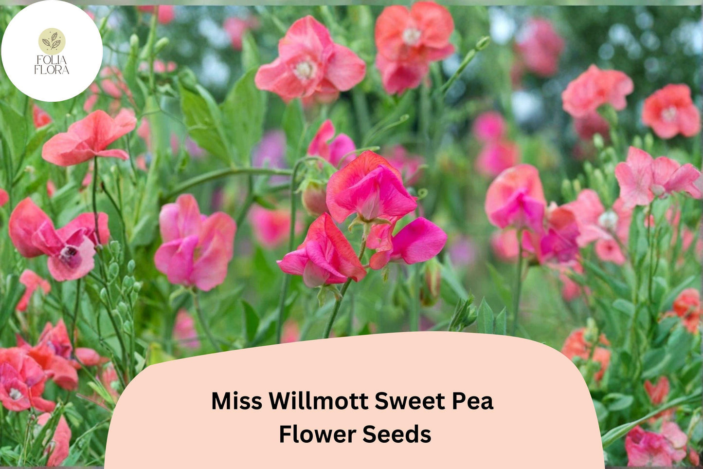 Miss Willmott Sweet Pea Seeds (50+ Seeds) | Pink Climbing Vine | Lathyrus odoratus for Garden Planting