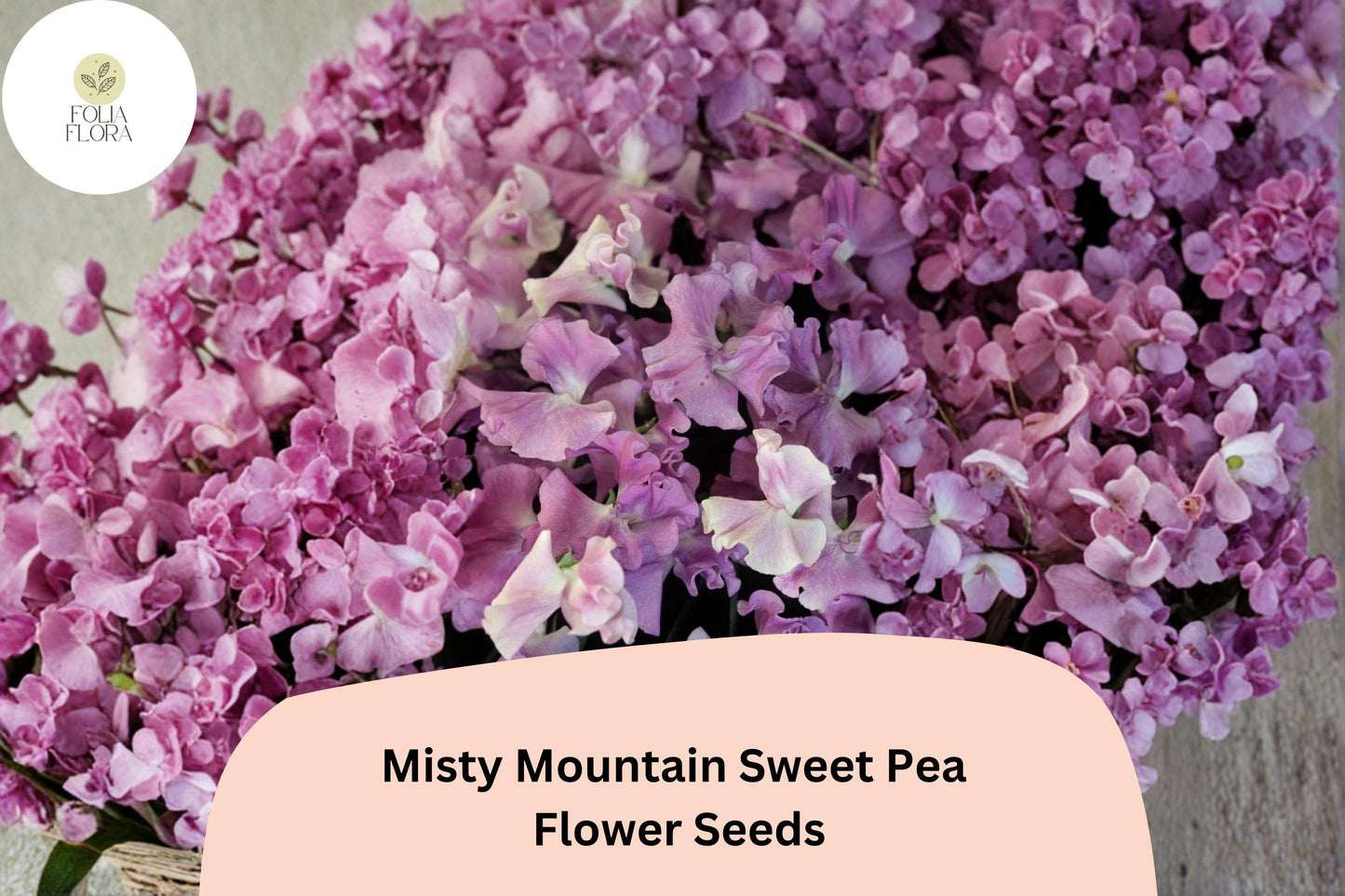 Misty Mountain Sweet Pea Seeds | 50+ Soft Pastel Blooms | Lathyrus odoratus | Climbing Vine for Garden Planting
