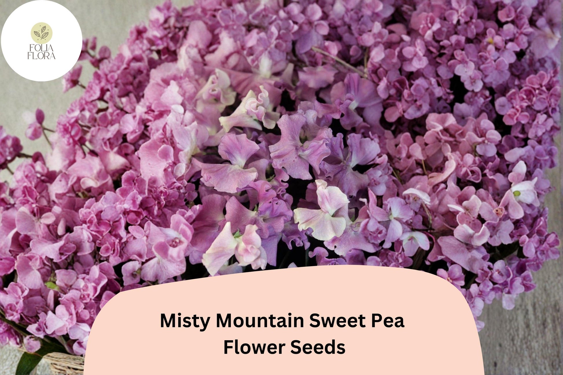 Misty Mountain Sweet Pea Seeds | 50+ Soft Pastel Blooms | Lathyrus odoratus | Climbing Vine for Garden Planting