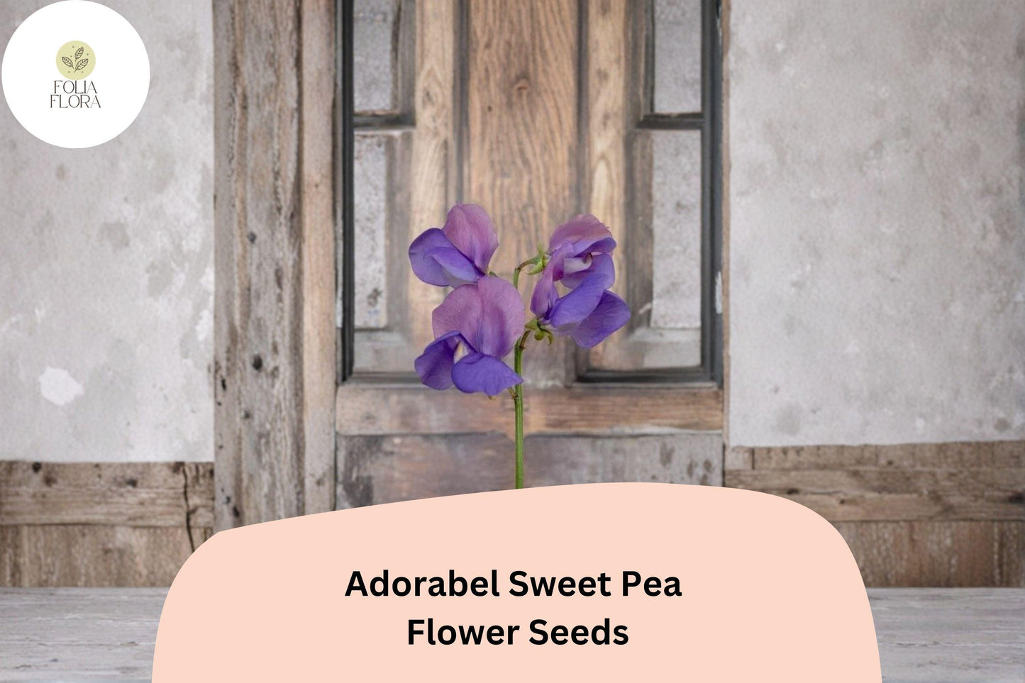 Adorabel Sweet Pea Seeds (50+ Seeds) - Lathyrus odoratus, Soft Rose Pastel Climbing Vine for Garden Planting