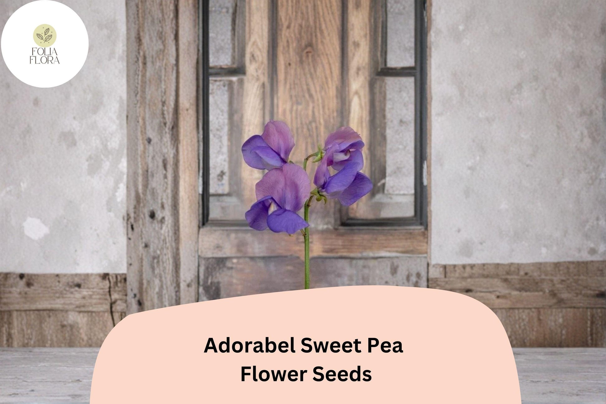 Adorabel Sweet Pea Seeds (50+ Seeds) - Lathyrus odoratus, Soft Rose Pastel Climbing Vine for Garden Planting