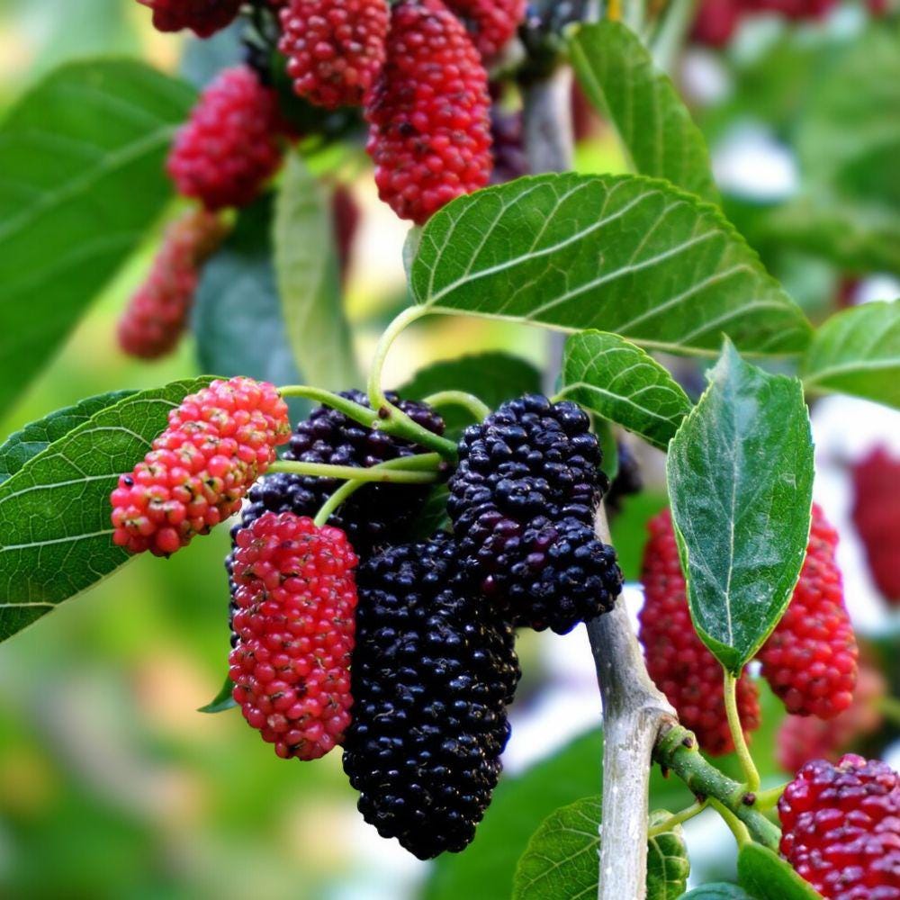 Dwarf Everbearing Mulberry Tree Live Plant Set of 2 - Fast Fruiting Morus nigra for Containers & Small Gardens - Pesticide-Free