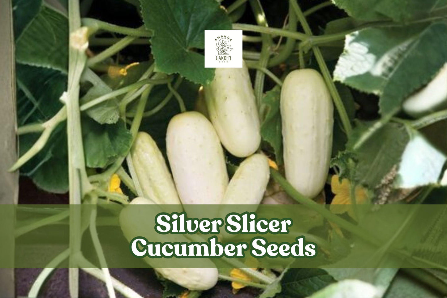 50 Silver Slicer Cucumber Seeds for Planting | Marketmore Cucumber | Cucumis sativus | Ideal for Garden & Container Growing