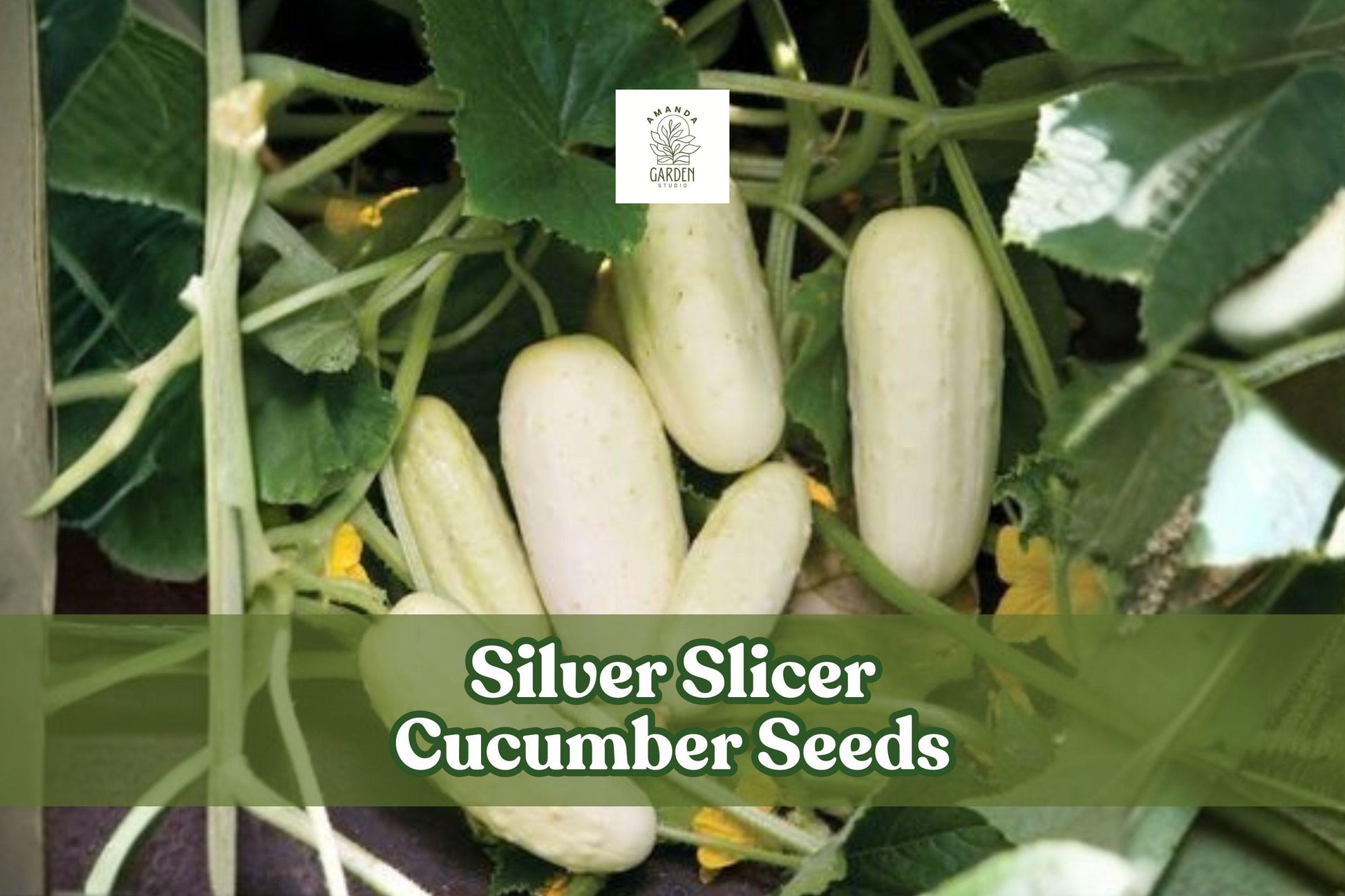 50 Silver Slicer Cucumber Seeds for Planting | Marketmore Cucumber | Cucumis sativus | Ideal for Garden & Container Growing