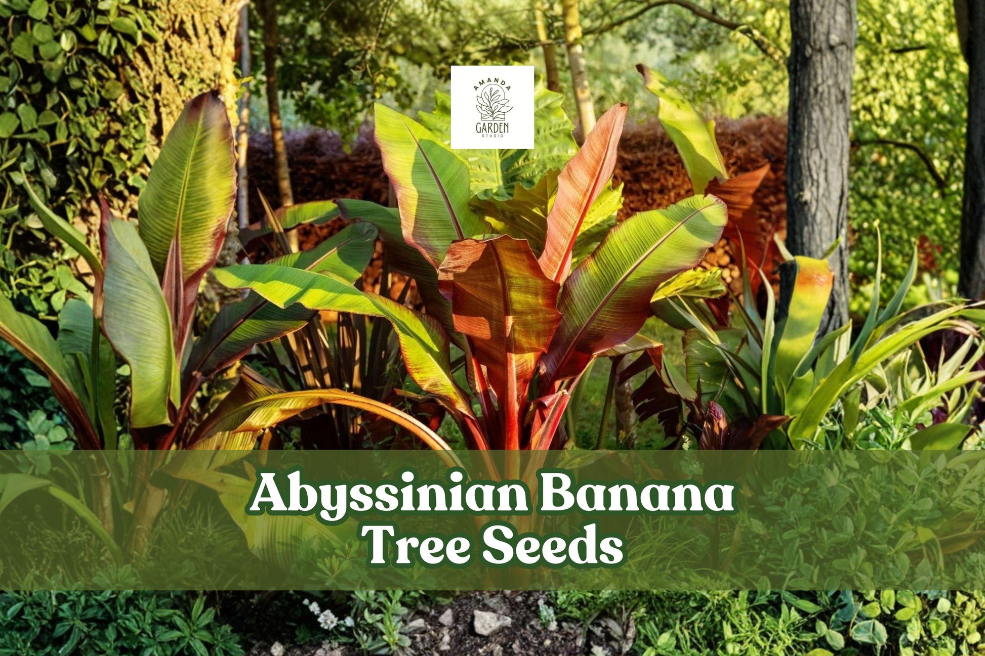 Abyssinian Banana Tree Seeds 5 Pack | Ensete ventricosum | Tropical Ornamental Plant for Garden or Container