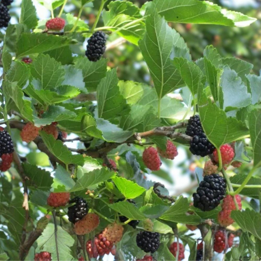 Illinois Everbearing Mulberry Tree Starter Plant 6-12 Inches - Morus alba - Fast-Growing Fruit for Home Garden