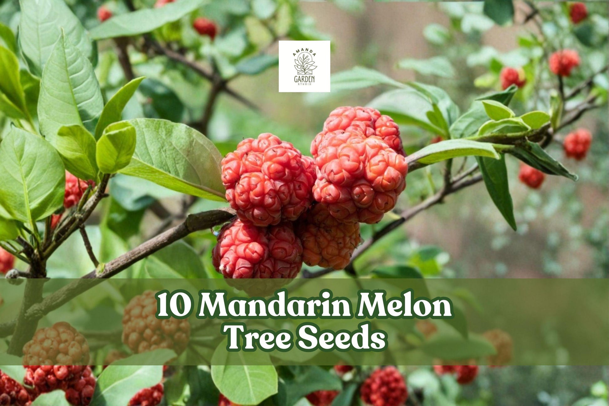 Mandarin Melon Tree Seeds - 10 Pack Maclura tricuspidata - Hardy Ornamental Fruiting Tree for Outdoor Planting