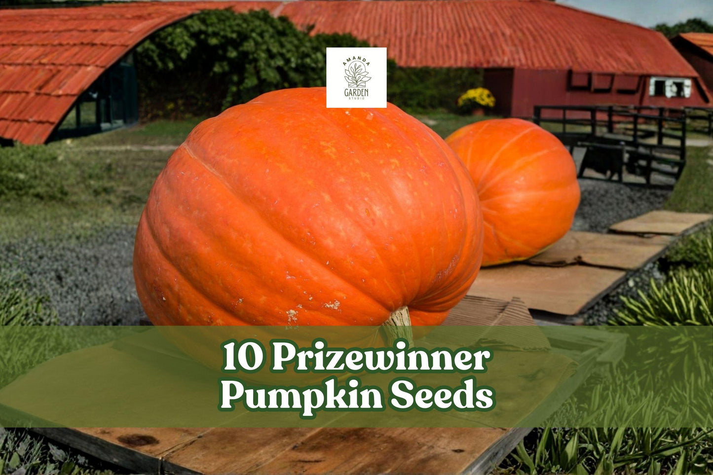 10 Prizewinner Pumpkin Seeds for Planting | Cucurbita maxima | Exhibition Giant Variety for Garden Competitions and Displays