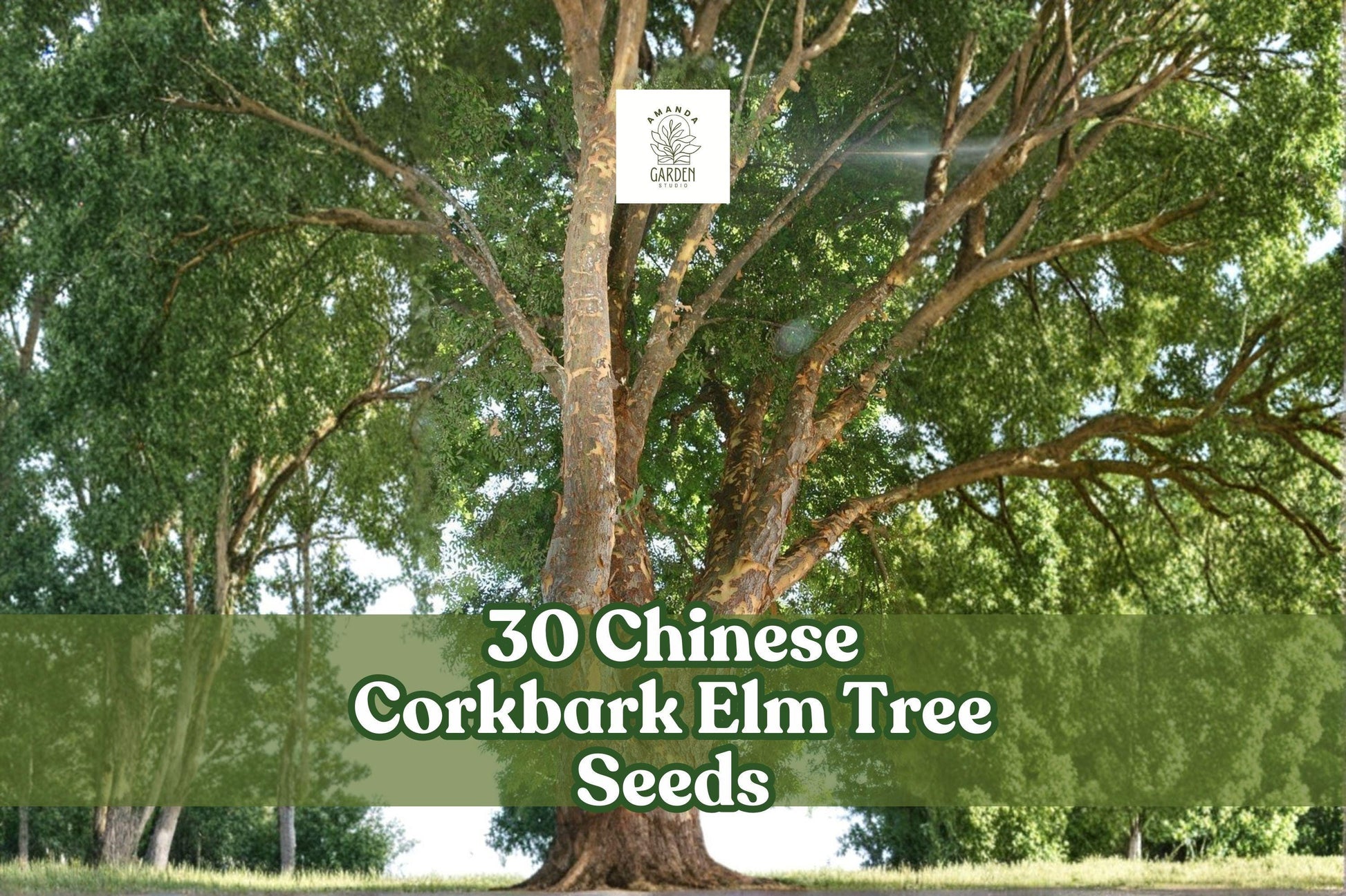 30 Chinese Corkbark Elm Tree Seeds | Ulmus parvifolia | Ornamental Tree with Exfoliating Bark for Landscapes and Bonsai