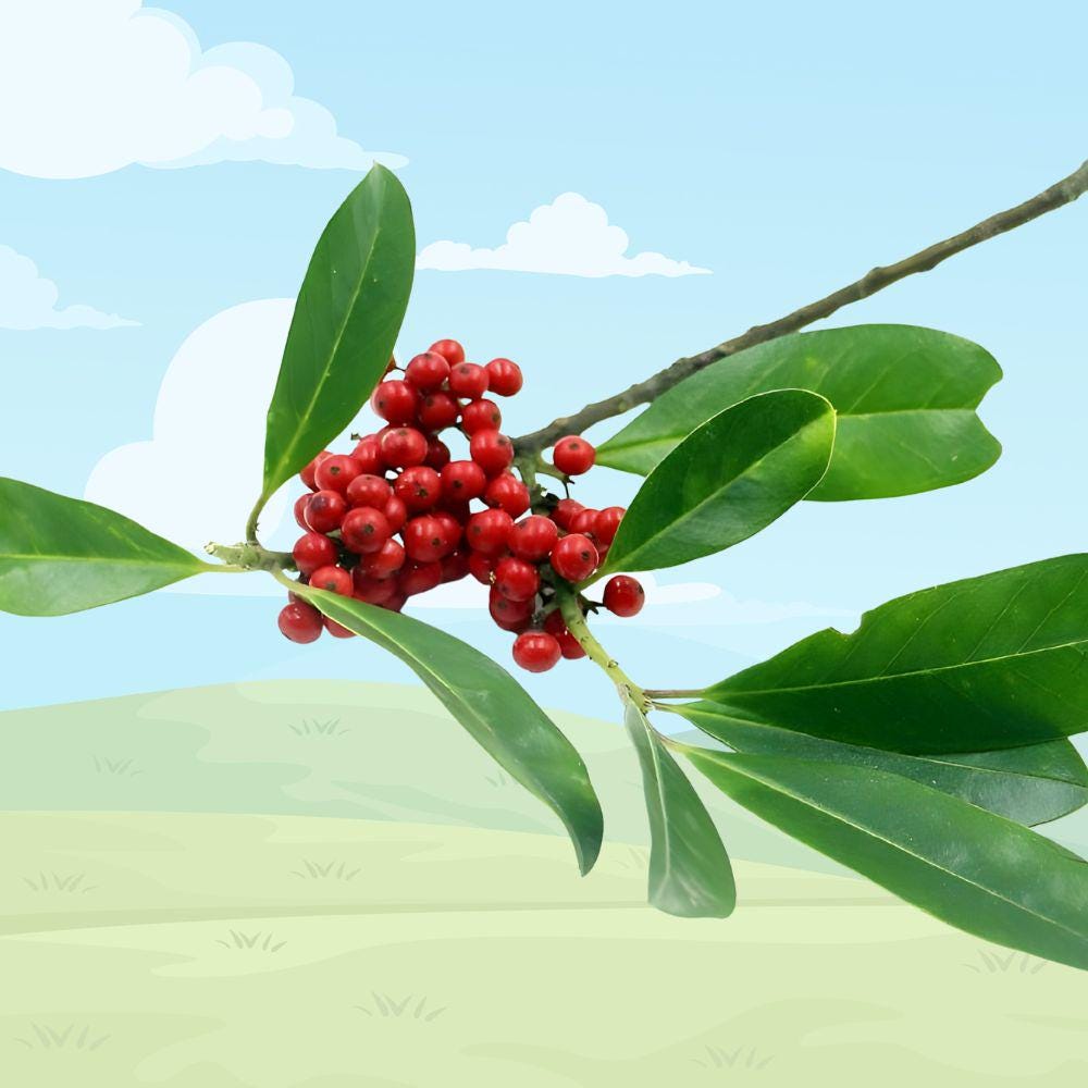 Yerba Mate Starter Plant 5-7 Inches Live Tea Plant Ilex paraguariensis for Tea Garden or Container