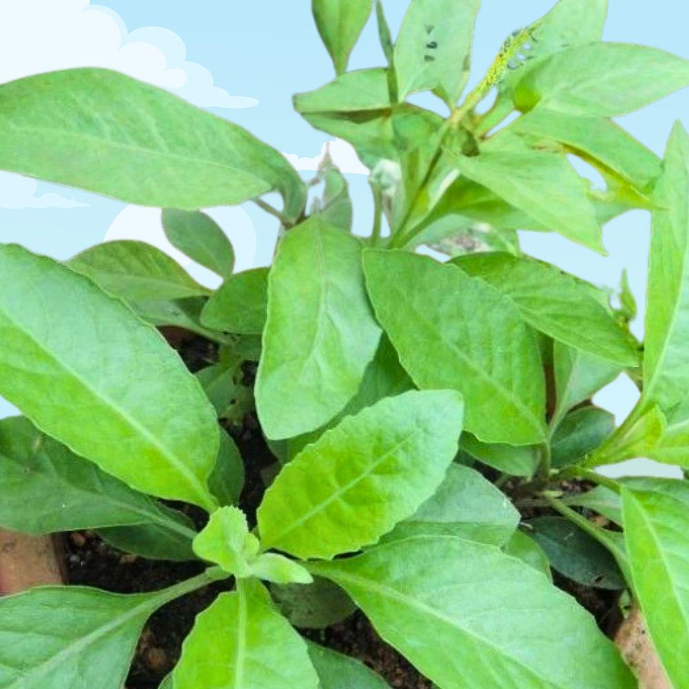 Longevity Spinach Live Starter Plant - Edible Green Gynura procumbens - Pesticide-Free & Easy to Grow - Local Pickup Only