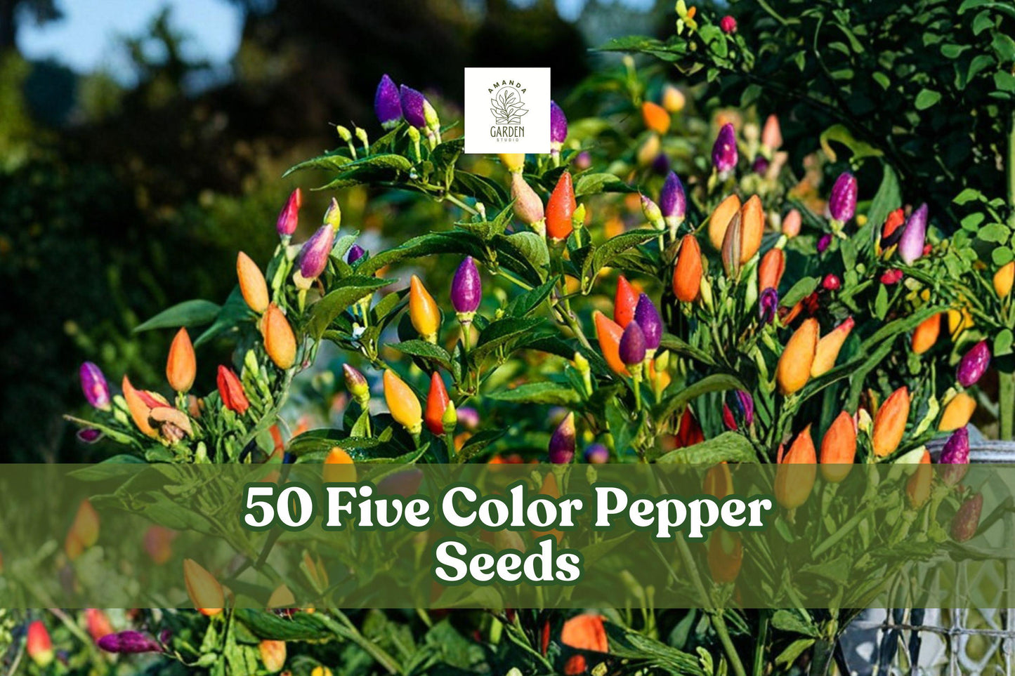 Five Color Pepper Seeds - 50+ Seeds for Planting | Capsicum annuum | Colorful Ornamental & Garden Pepper Variety