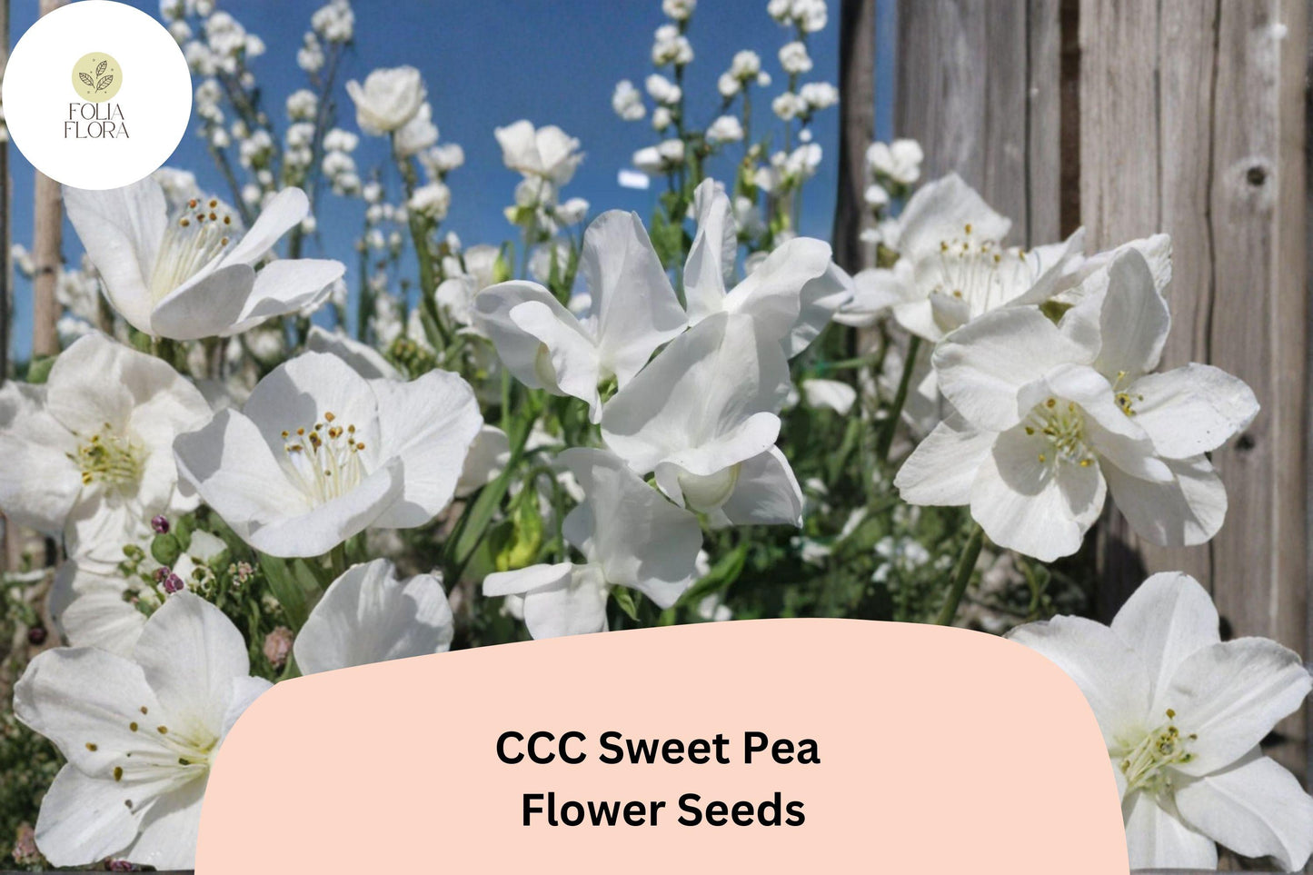 Sweet Pea Seeds | 50+ CCC Lathyrus odoratus | Climbing Vine for Garden | Decorative White Flowers, Easy to Grow