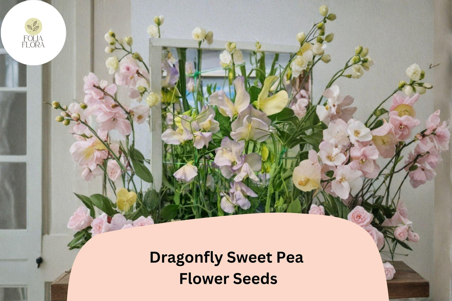 Dragonfly Sweet Pea Seeds - 50+ Bicolor Winged Blooms, Lathyrus odoratus, Climbing Vine for Garden Planting