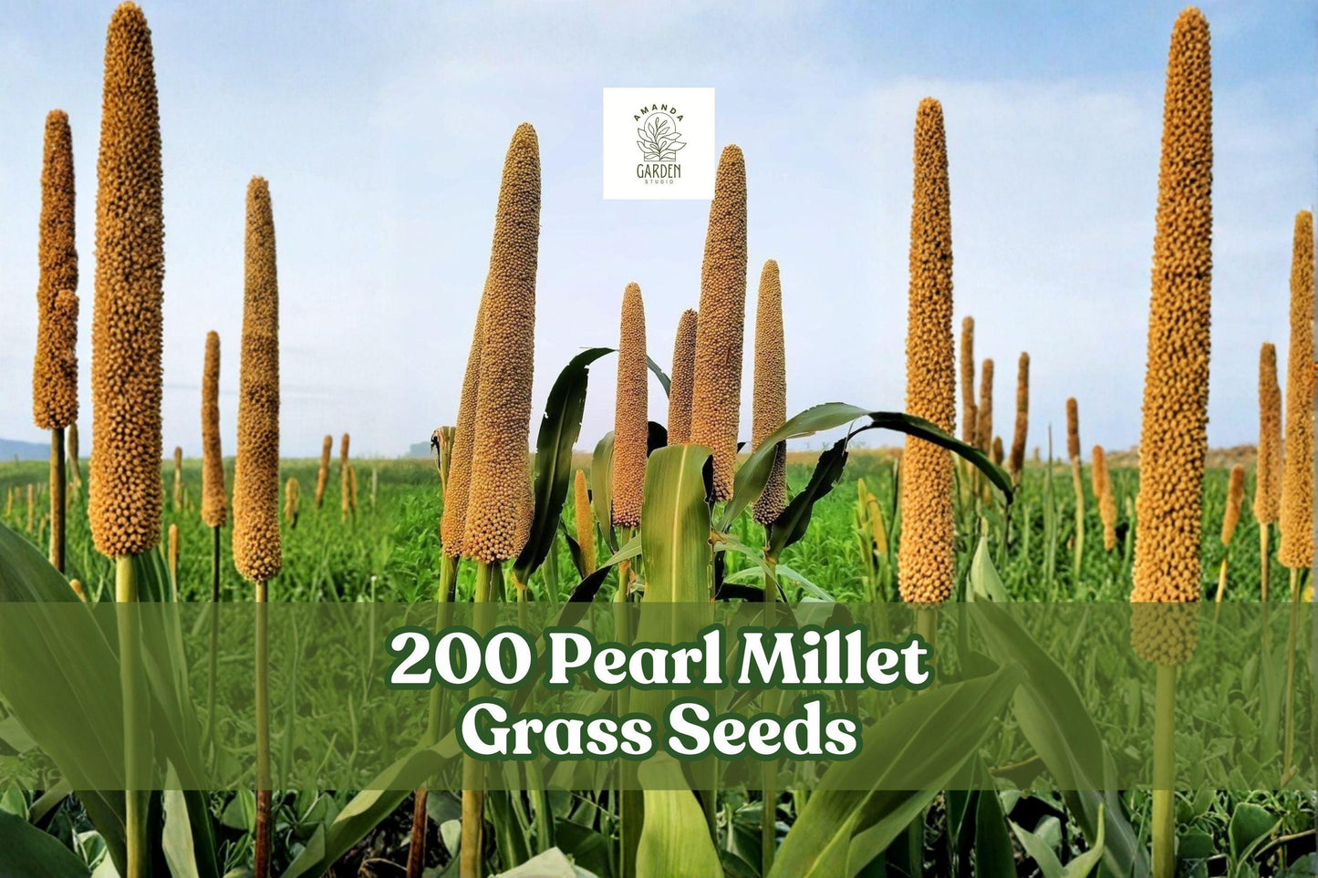 200 Pearl Millet Grass Seeds for Planting | Pennisetum glaucum | Ornamental Tall Grass for Garden Beds and Borders