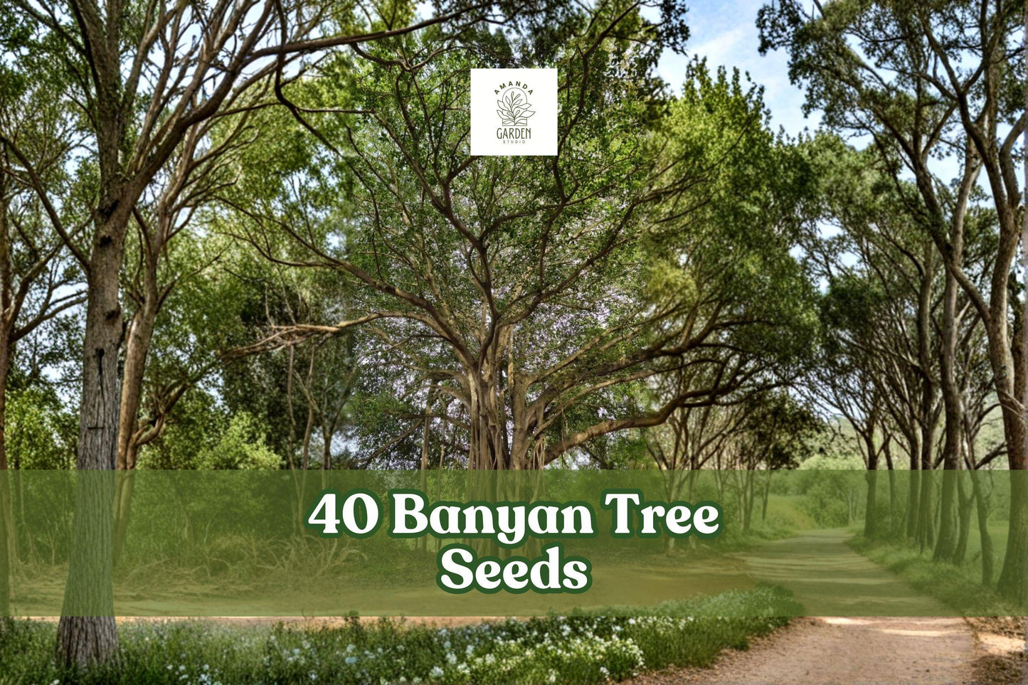 Banyan Tree Seeds 40 Pack | Ficus benghalensis | Indian Banyan | Tropical Ornamental Tree for Warm Climates