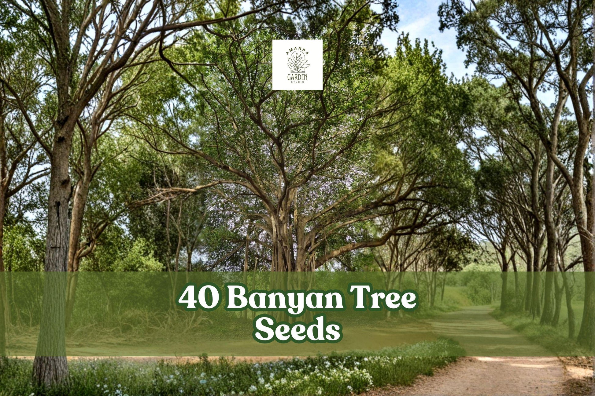 Banyan Tree Seeds 40 Pack | Ficus benghalensis | Indian Banyan | Tropical Ornamental Tree for Warm Climates