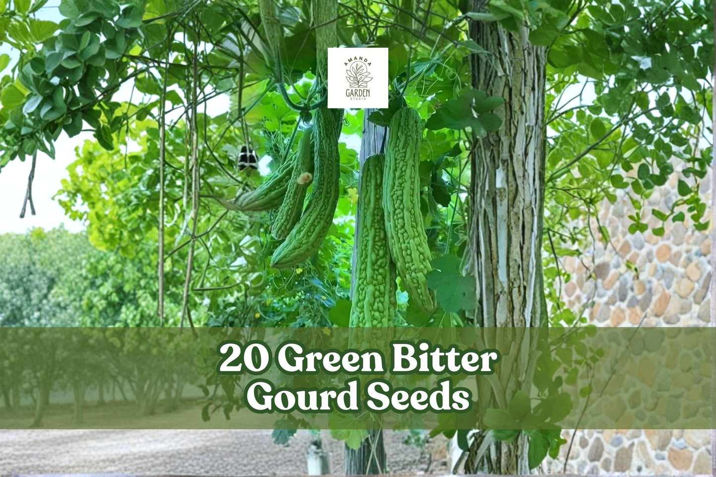 Green Bitter Gourd Seeds - 20 Pack | Bitter Melon Vine for Planting | Momordica charantia | Climbing Garden Plant