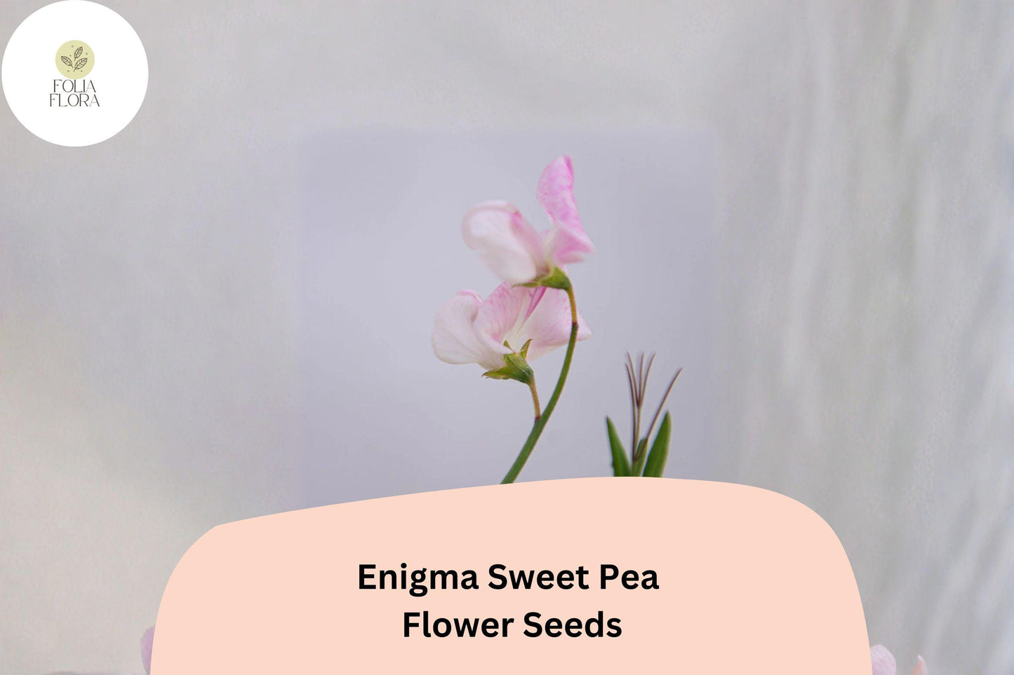 Enigma Sweet Pea Seeds | 50+ Untreated Seeds | Pink Flowers | Lathyrus odoratus | Climbing Vine for Garden Planting