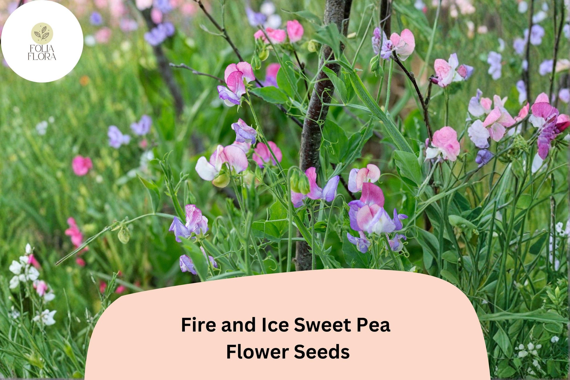 Fire and Ice Sweet Pea Seeds | 50+ Bicolor Red Purple | Lathyrus Odoratus | Annual Climbing Vine for Gardens
