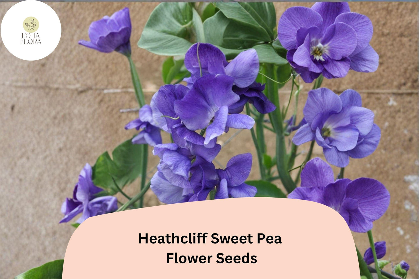 Sweet Pea Seeds | 50+ Heathcliff Purple Blooms | Lathyrus odoratus | Climbing Vine for Garden Planting