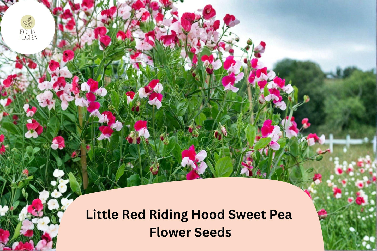 Sweet Pea Seeds | 50+ Little Red Riding Hood Bicolor Red & White | Lathyrus Odoratus | Annual Climbing Vine for Garden