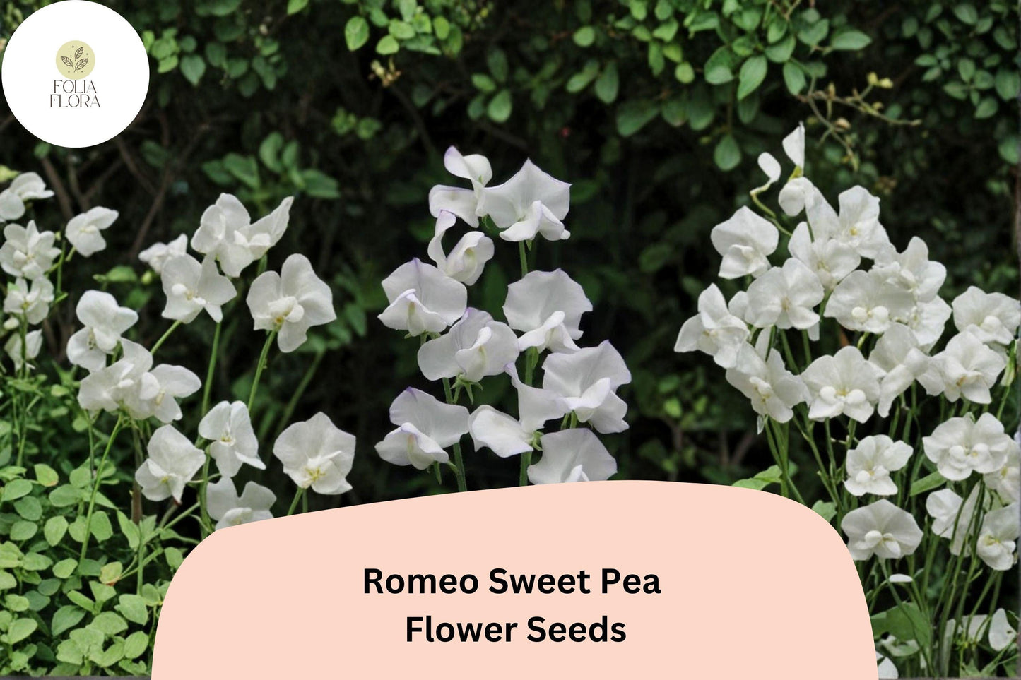 Sweet Pea Seeds - 50+ Romeo White Blooms - Lathyrus odoratus Annual Climbing Vine for Garden Planting