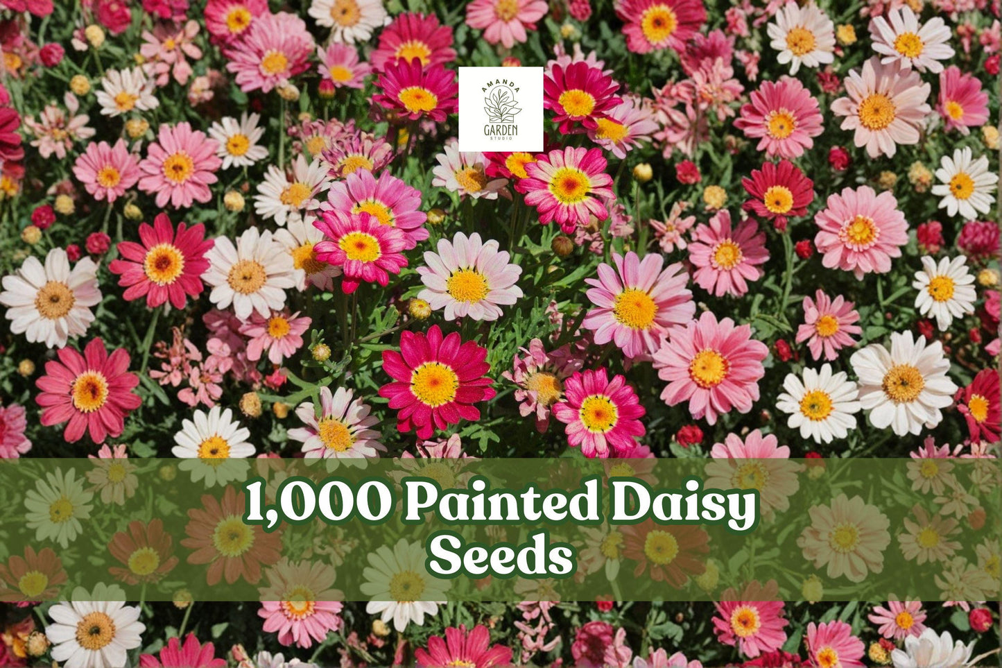 1,000 Painted Daisy Seeds for Planting | Colorful Perennial Flowers | Tanacetum coccineum | Bright Red, Pink, and White Blooms