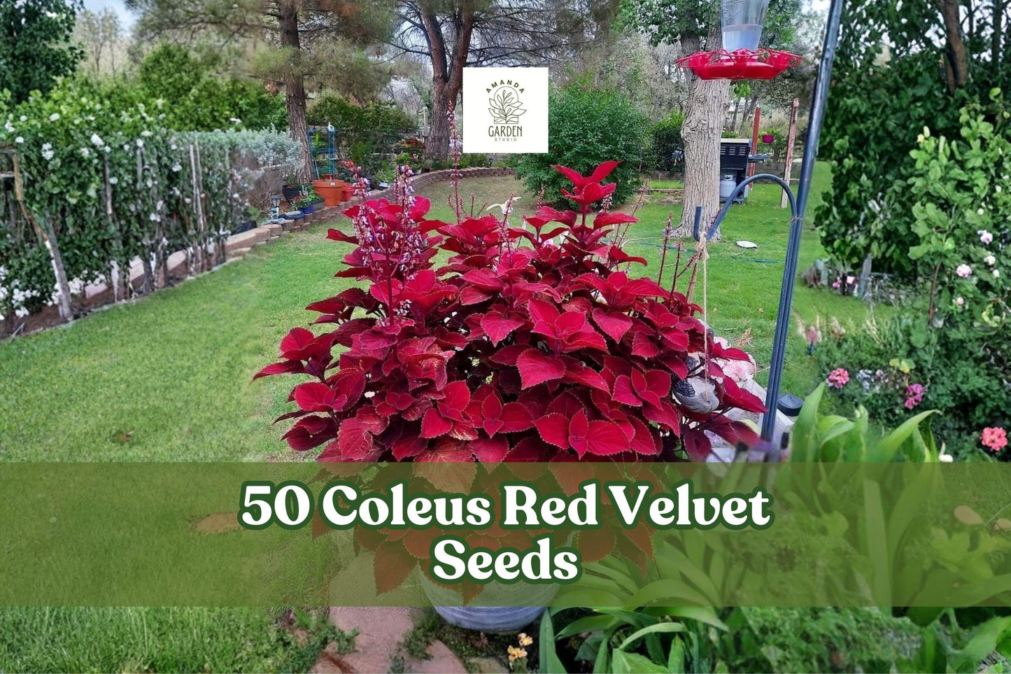 Coleus Red Velvet Seeds - 50 Pack - Ornamental Foliage Plant - Coleus scutellarioides - Deep Red Leaves for Shade Gardens