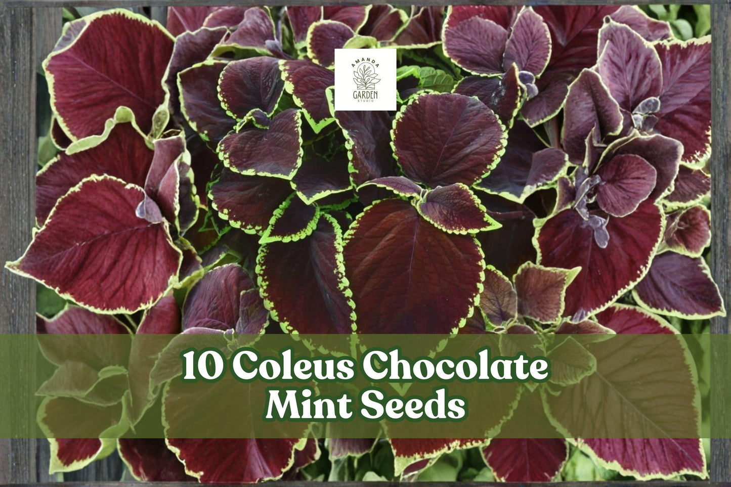 Coleus Seeds for Planting | 10-Pack Chocolate Mint | Ornamental Foliage | Coleus scutellarioides | Shade Garden Plants