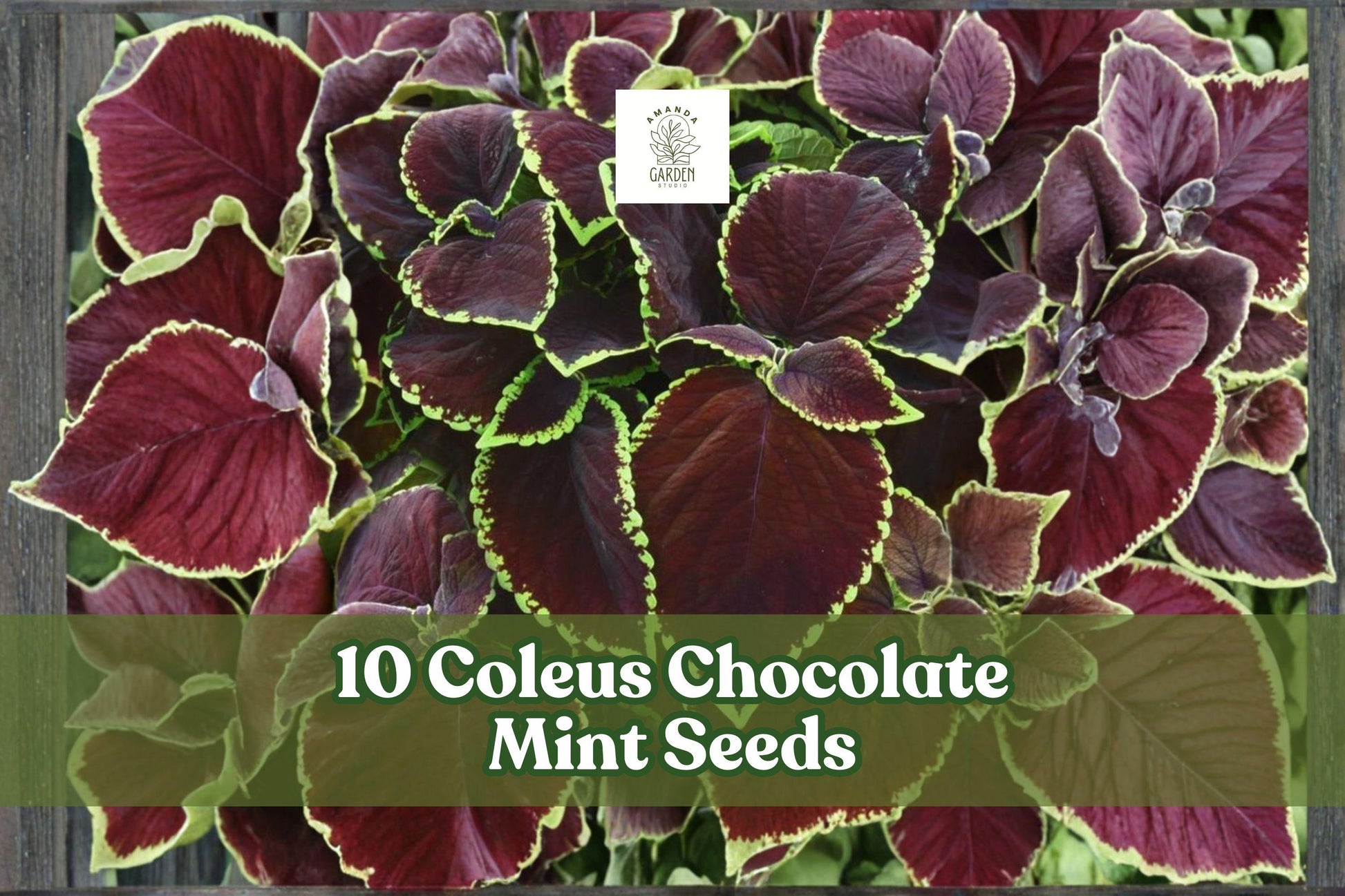 Coleus Seeds for Planting | 10-Pack Chocolate Mint | Ornamental Foliage | Coleus scutellarioides | Shade Garden Plants