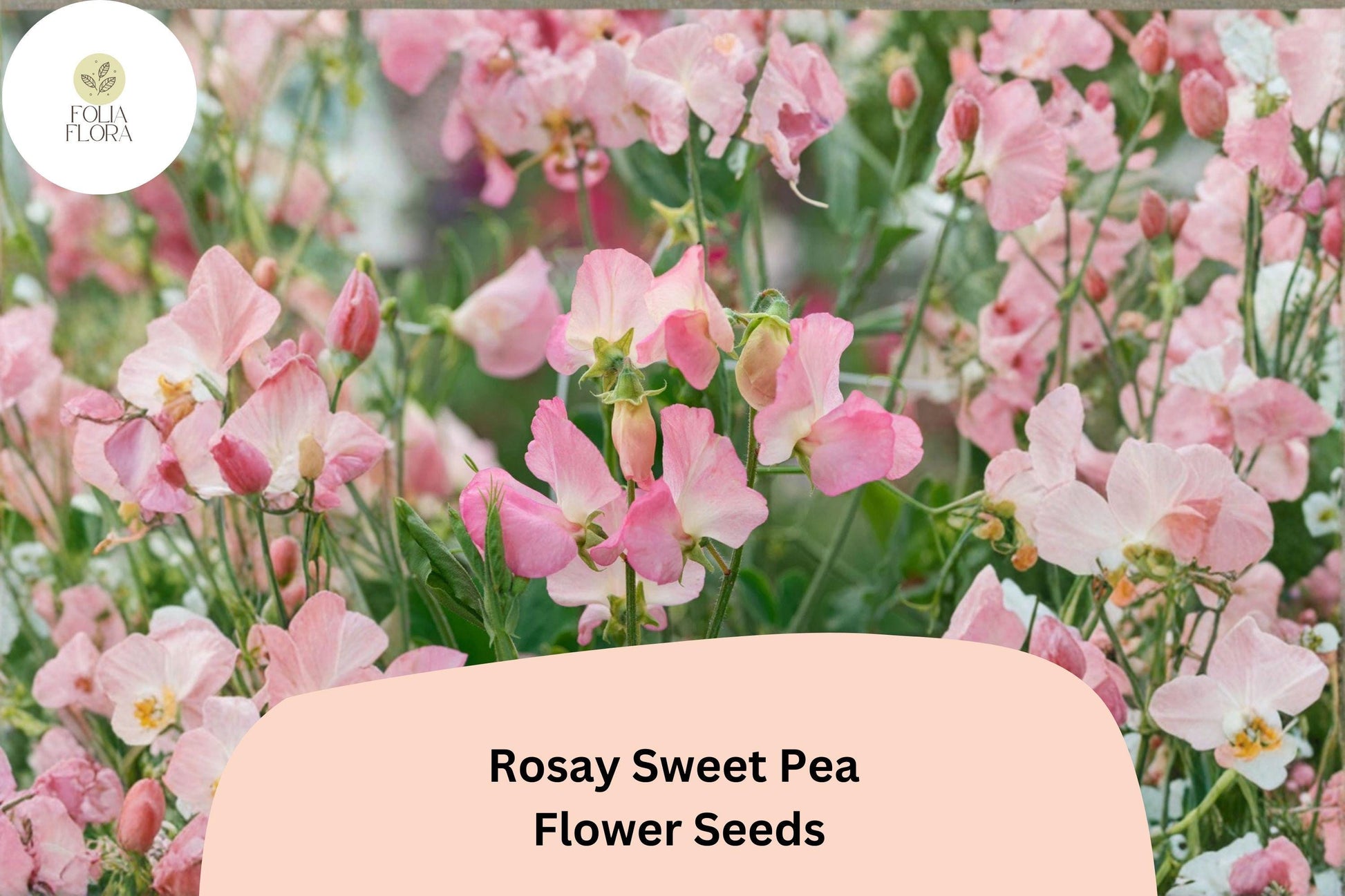 Rosay Sweet Pea Seeds | 50+ Soft Pink Blooms | Lathyrus odoratus | Annual Climbing Vine for Garden Planting