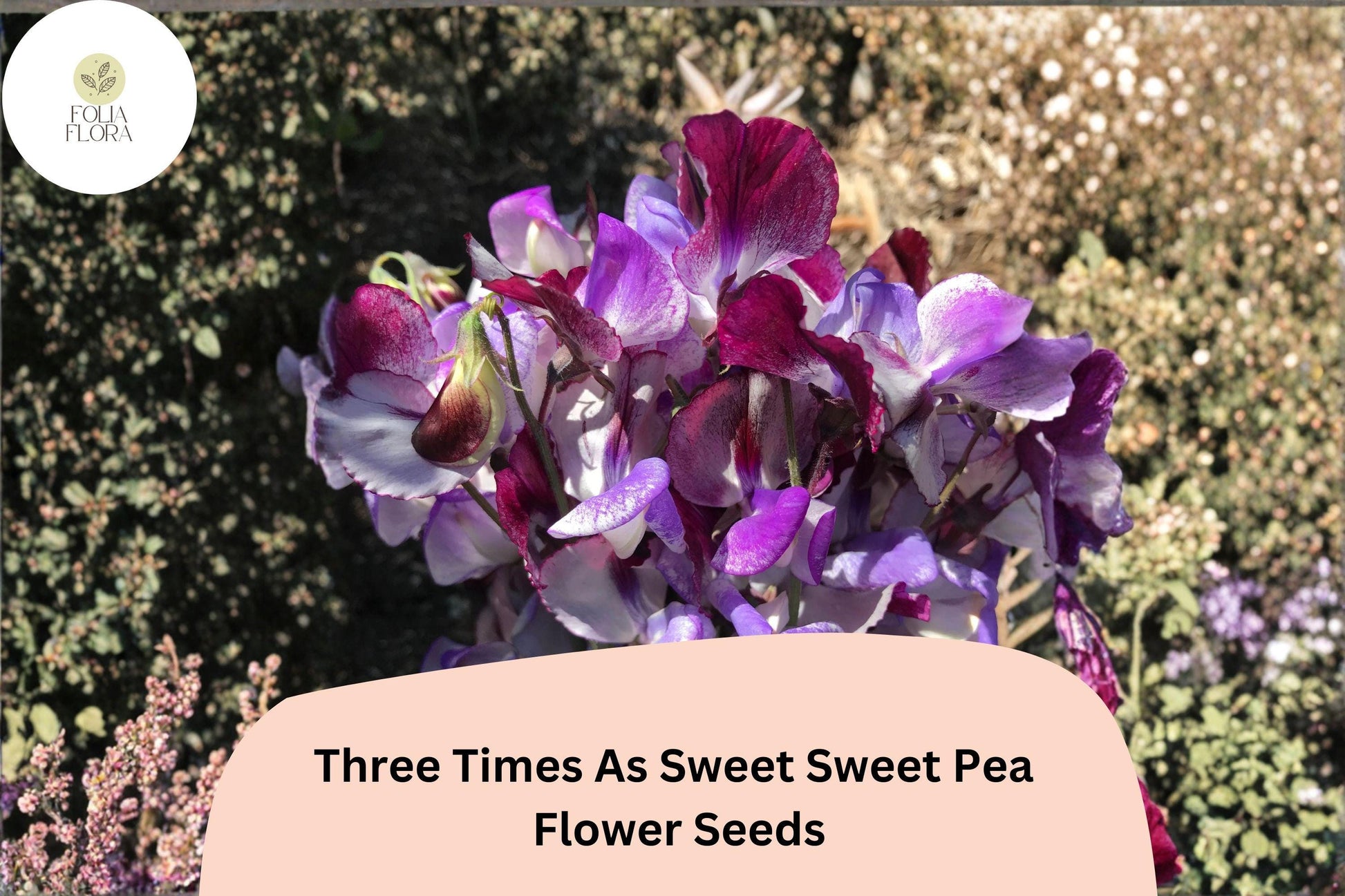 Sweet Pea Seeds - 50+ Three Times As Sweet, Climbing Annual Flower, Lathyrus Odoratus, Cottage Garden Variety for Trellises