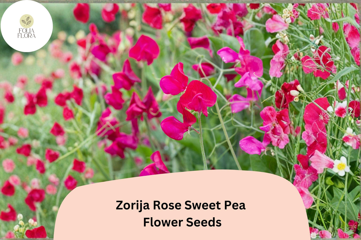 Zorija Rose Sweet Pea Seeds (50+ Seeds) - Lathyrus odoratus Rose-Pink Climbing Vine for Garden Planting
