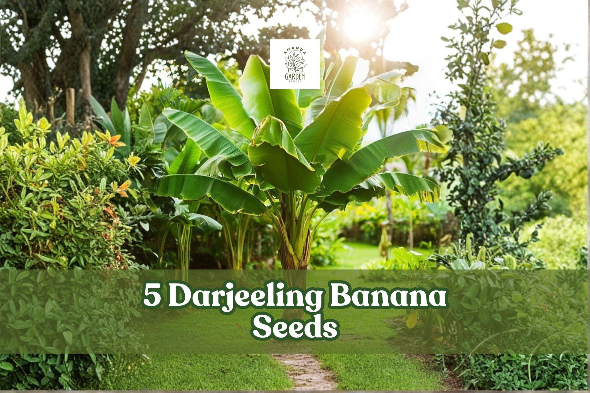 Darjeeling Banana Seeds - 5 Pack Musa sikkimensis - Cold-Hardy Tropical Ornamental Plant for Gardens and Containers