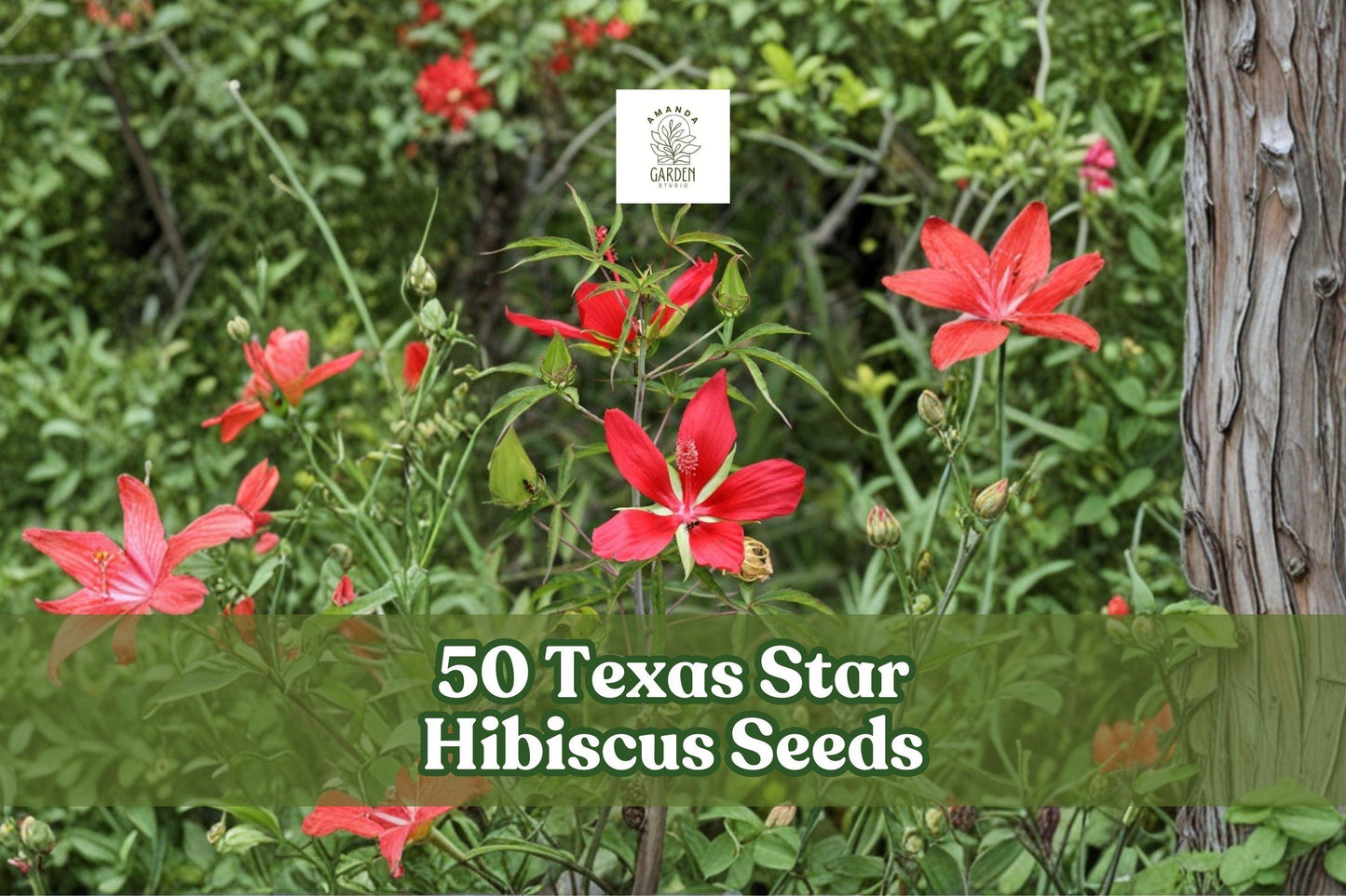 Texas Star Hibiscus Seeds - 50 Red Flower Seeds for Planting - Hibiscus coccineus - Ornamental Perennial for Gardens